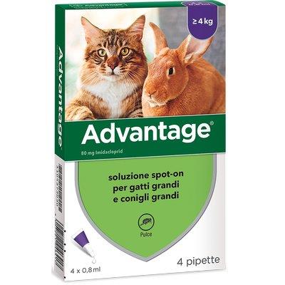 ANTIPARASSITARIO ADVANTAGE GATTI ELANCO KG  4+ CF=PZ 4 Immagine principale del prodotto